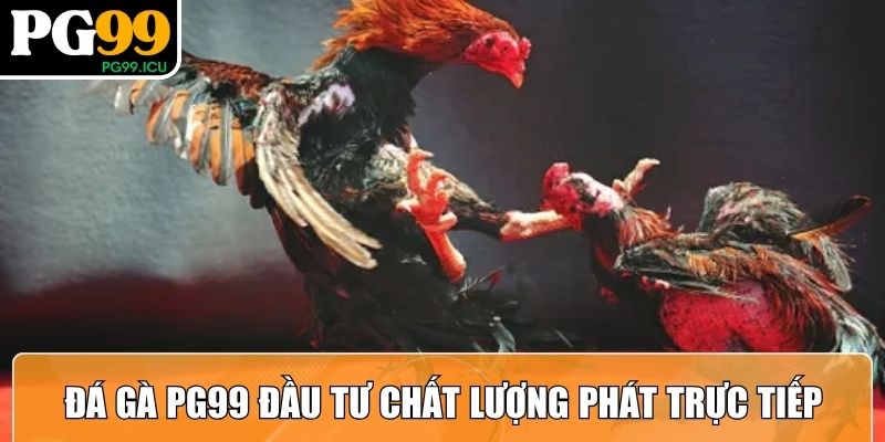 Đá Gà PG99 – Sân Chơi Đối Kháng Với Hai Sảnh Đặc Biệt